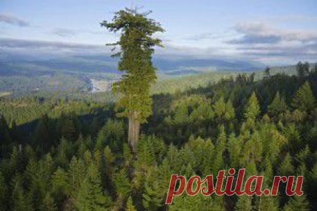 10 высочайших деревьев планеты