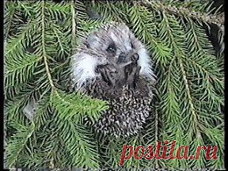 Видео в рубрике: &quot;Наши домашние животные&quot;