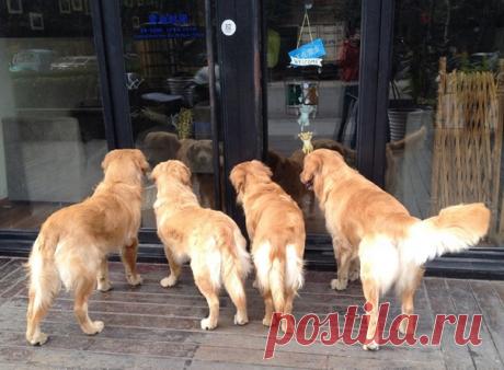 Эти четыре золотистых ретривера совершали свою обычную прогулку по городу с хозяином, как неожиданно что-то очень интересное за стеклянным фасадом привлекло всё их внимание.