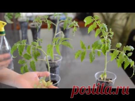 Рассада томатов, перцев или баклажанов плохо растет, листья засыхают и сворачиваются, значит на растения напал вредитель -паутинный клещ!