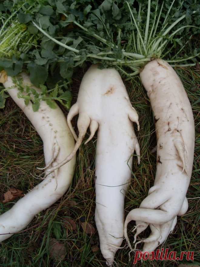 Хочу рассказать о своем опыте сохранения плодородия почвы