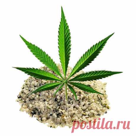 Конопляное масло, конопляники, колобок или котлома - Bсе для людей!