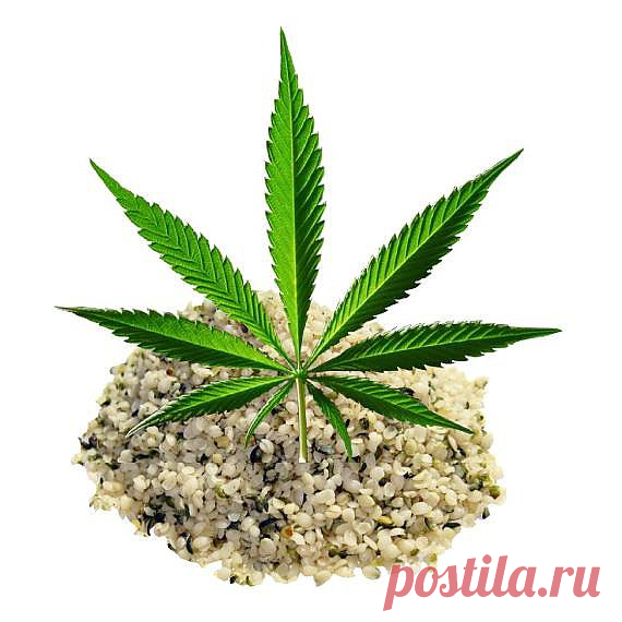 Конопляное масло, конопляники, колобок или котлома - Bсе для людей!