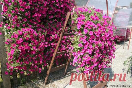 КАКИЕ ПЕТУНИИ ВЫРАСТУТ АМПЕЛЬНЫМИ?