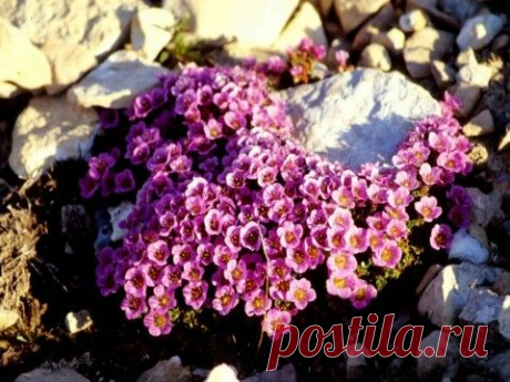КАМЕННОЕ СЕРДЦЕ История каменоломки Сказки Эльфики. | Эксклюзив