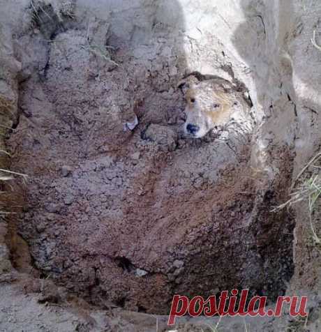 Собаку спасли от захоронения заживо