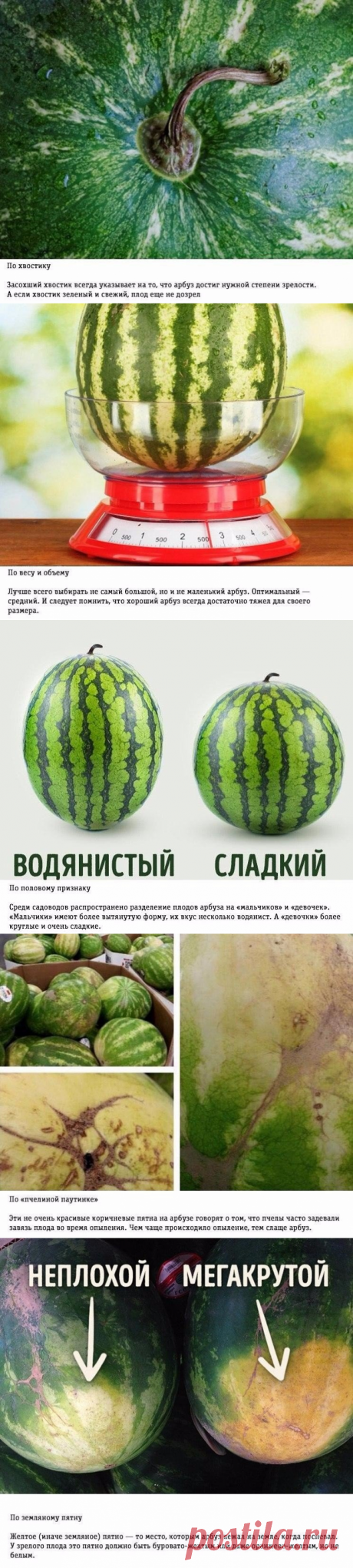 Как выбрать арбуз.
