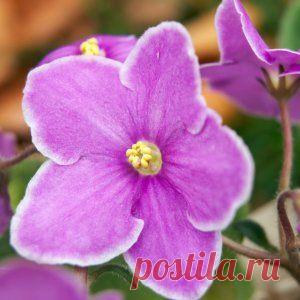 Чтобы фиалки пышно цвели