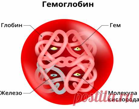 Что делать, если повышен гемоглобин: простые советы