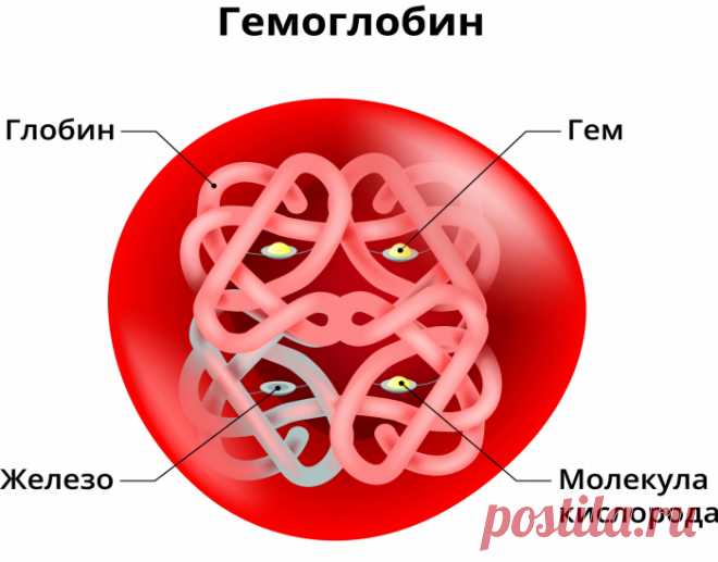 Что делать, если повышен гемоглобин: простые советы