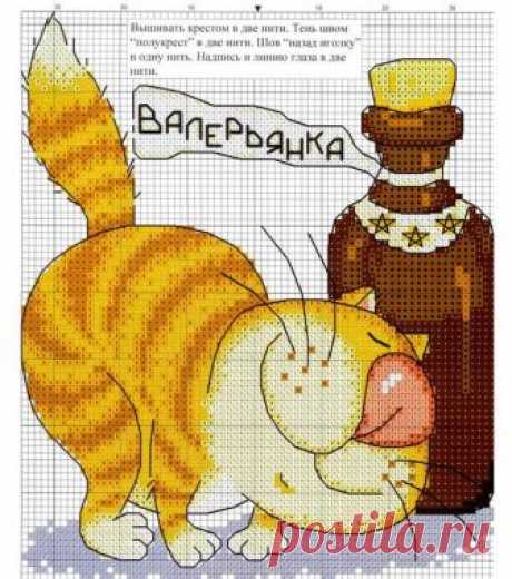 котик