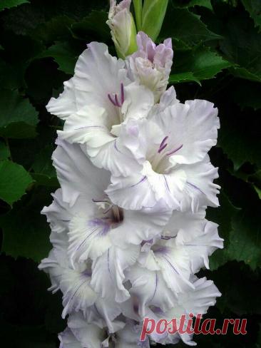 Пин на доске яГЛАДИОЛУСЫ