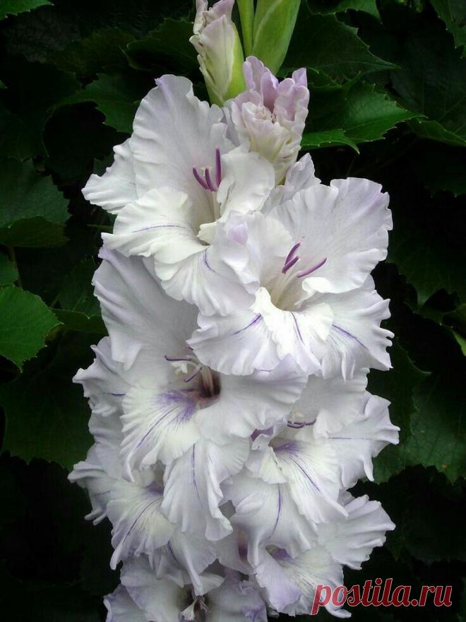 Пин на доске яГЛАДИОЛУСЫ