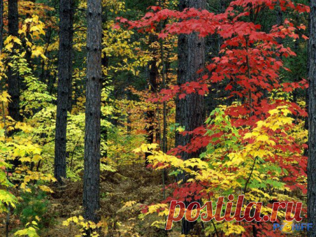 Лес, точно терем расписной, 
Лиловый, золотой, багряный, 
Веселой, пестрою стеной 
Стоит над светлою поляной.