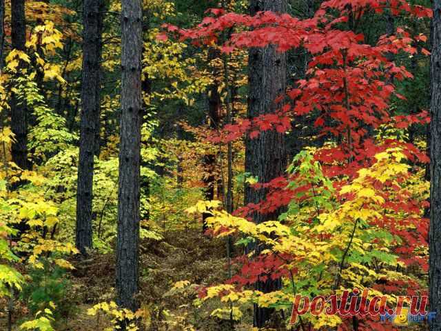 Лес, точно терем расписной, 
Лиловый, золотой, багряный, 
Веселой, пестрою стеной 
Стоит над светлою поляной.