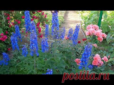 ДЕЛЬФИНИУМ КОРОЛЬ ВАШЕГО САДА⏰КАК С ДЕЛЬФИНИУМА СОБРАТЬ СЕМЕНА