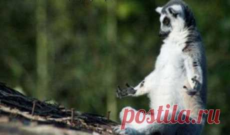 50 фото животных, которые заставят вас улыбаться - Urapress.com