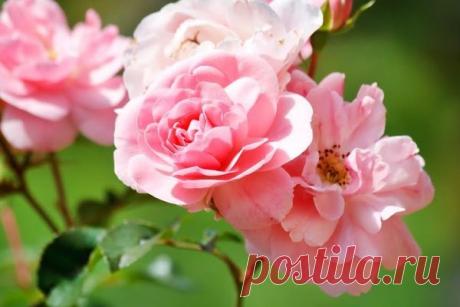 Разводим розы сами. 6 видеосюжетов в помощь начинающим цветоводам / розы / 7dach.ru