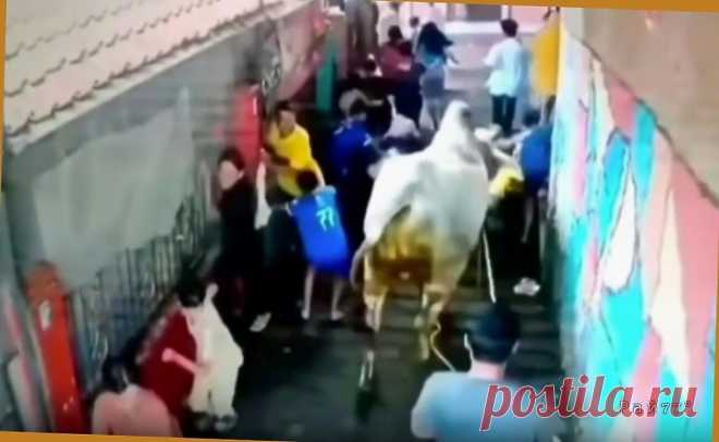 Сбежавшая бурёнка испортила жертвоприношение на празднике Ид аль-адха (Курбан-байрам)