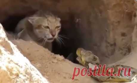 Отважная кошка не побоялась схватки с ядовитой змеей и спасла котят Огромный питон наткнулся на гнездо пустынной кошки. Змея увидела котят, легкую добычу и ринулась в атаку. Вот только рядом оказалась кошка-мать, не побоявшаяся вступить в схватку с опасным хищником.



Питон медленно и неотвратимо вполз в пещеру с котятами. Несчастные малыши даже не понимали, в