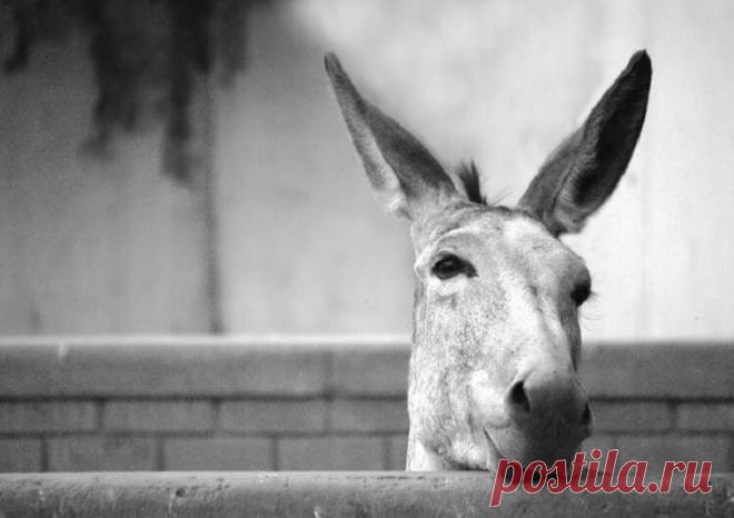 Мудрая притча: 5 правил счастья
Однажды у одного фермера провалился в колодец осел. Он страшно закричал, призывая на помощь. Прибежал фермер, всплеснул руками и задумался: “Как же его оттуда вытащить?” Подумал-подумал хозяин и рассудил так: “Осел мой – старый. Ему уже недолго осталось жить. Мне все равно нужно покупать молодого осла. А колодец…а колодец – почти высохший. Я давно собирался его […]
Читай пост далее на сайте. Жми ⏫ссылку выше