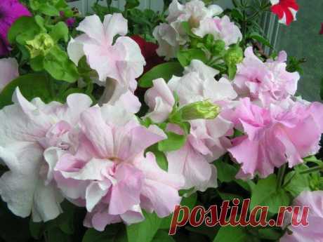 Чем и как удобрять петунии. Только обильное цветение!