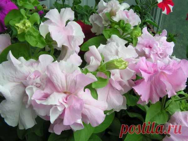 Чем и как удобрять петунии. Только обильное цветение!