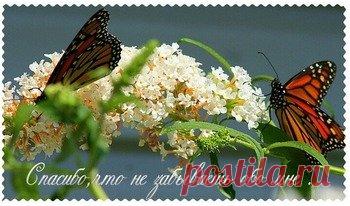 Открытки спасибо за ... дружбу, доброе сердце, поздравления - cтраница 6