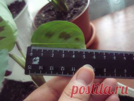 Рецепт  — раствора для самых безнадежных цветов Рецепт чудо — раствора для самых безнадежных цветов



Рецепт чудо-раствора: 5-6 яичных белков заливаем 1 л теплой воды и настаиваем неделю, затем разводим это в 10 л воды и этим поливаем. Надо сказат…