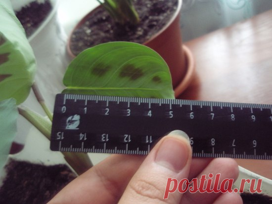 Рецепт  — раствора для самых безнадежных цветов Рецепт чудо — раствора для самых безнадежных цветов



Рецепт чудо-раствора: 5-6 яичных белков заливаем 1 л теплой воды и настаиваем неделю, затем разводим это в 10 л воды и этим поливаем. Надо сказат…