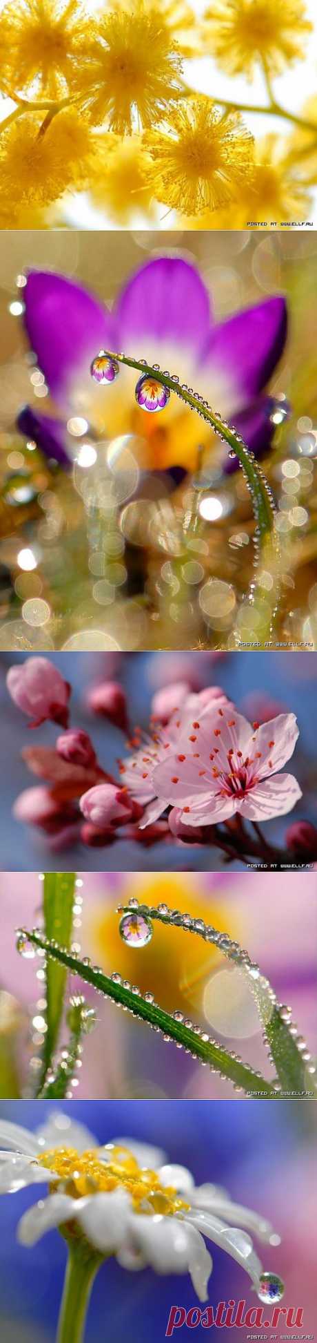 Красивые макро-снимки (24 фото)