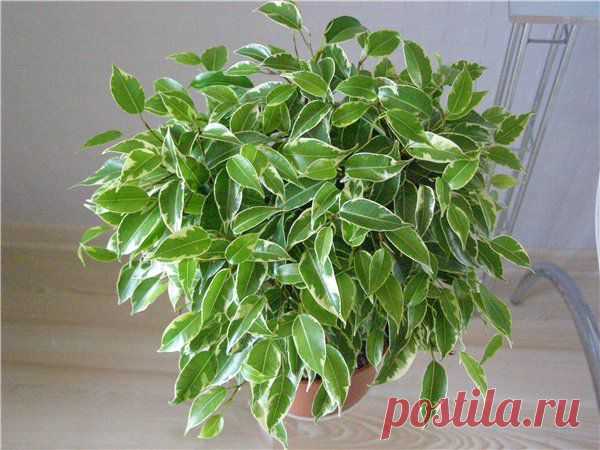 УХОД ЗА ФИКУСОМ.... | Познавательный сайт ,,1000 мелочей"