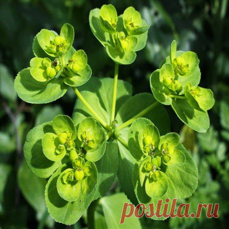 Читинский чародей | Друг пенсионера
Хочу рассказать о могучем Белом Читинском корне, Духе Байкальской земли, Стосиле, белом небесном Огне, Даре Белого небесного Коня, о легендарном Мужик-корне.