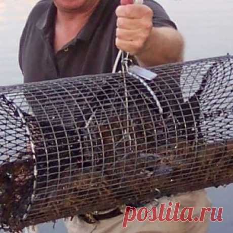 Раколовка своими руками - МирТесен