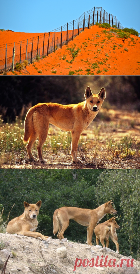 «Великая австралийская стена»: оборона против самого опасного хищника на континенте