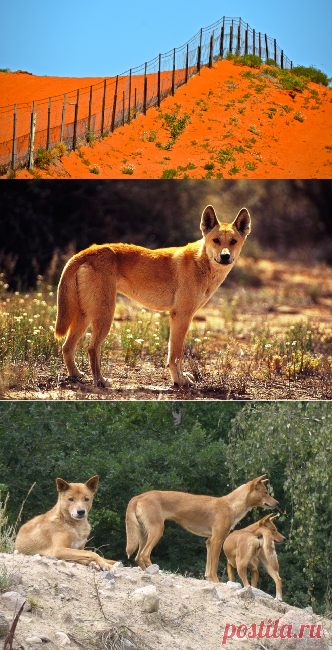 «Великая австралийская стена»: оборона против самого опасного хищника на континенте