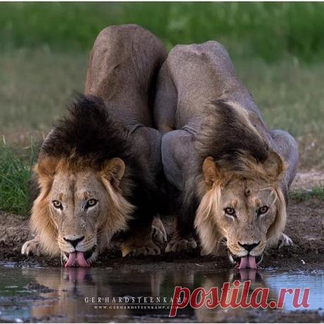 Смешная дикая природа