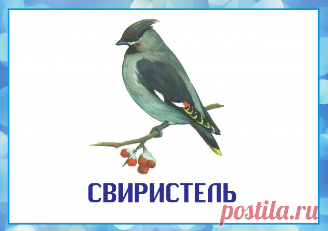 зимующие птицы картинки для детей: 15 тыс изображений найдено в Яндекс.Картинках