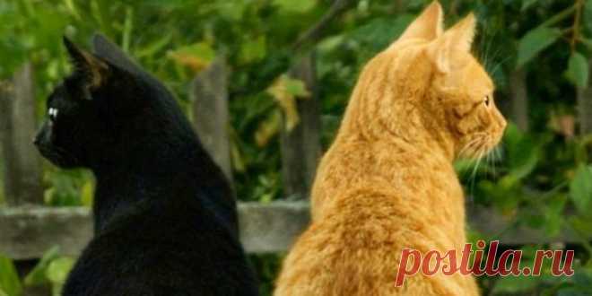 КОШАЧЬЯ ЛЮБОВЬ
После того как умер мой любимый кот, я решила, что в доме больше не будет животных. И если кто-то предлагал котенка, отнекивалась: зачем, мол, мне лишние хлопоты? Будет котик обои драть, будить по утрам, чтобы его покормили, распевать весной серенады…

А моя коллега вдруг принялась меня уговаривать взять у нее кота Рыжика. Его, раненого, она подобрала на автобусной остановке, отмыла и выходила. Оставить у себя не могла, потому что дома жил агрессивный ризеншнауцер ...