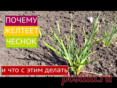 СПАСАЕМ ЧЕСНОК ОТ ПОЖЕЛТЕНИЯ, РАЗВЕНЧИВАЕМ МИФЫ!