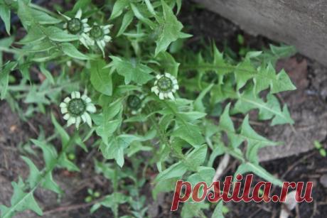 Первый закон Ньютона и как он помогает бороться с одуванчиками - Садоводка