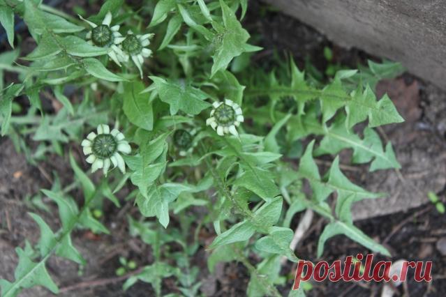 Первый закон Ньютона и как он помогает бороться с одуванчиками - Садоводка
