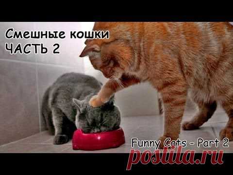 Как долго, сколько живут кошки? | ЖИВОЙ УГОЛОК