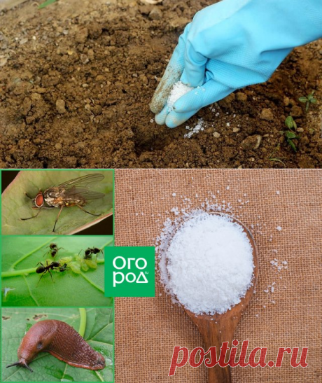 Поваренная соль на даче – необычные способы применения