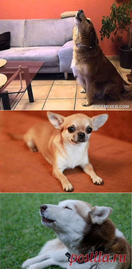 Самые шумные породы собак