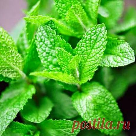 На Здоровье! – Google+