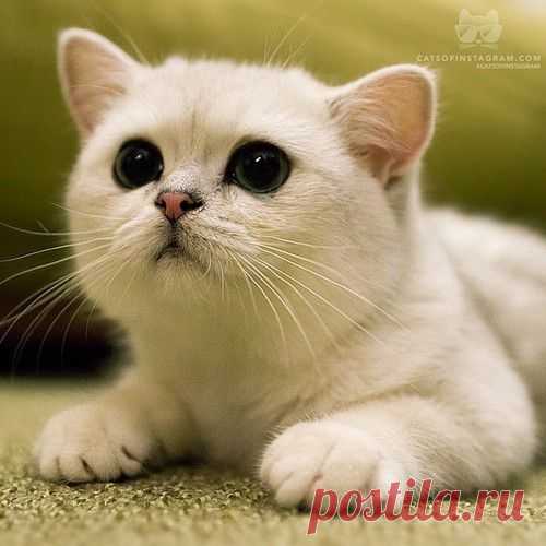 Кошки Instagram