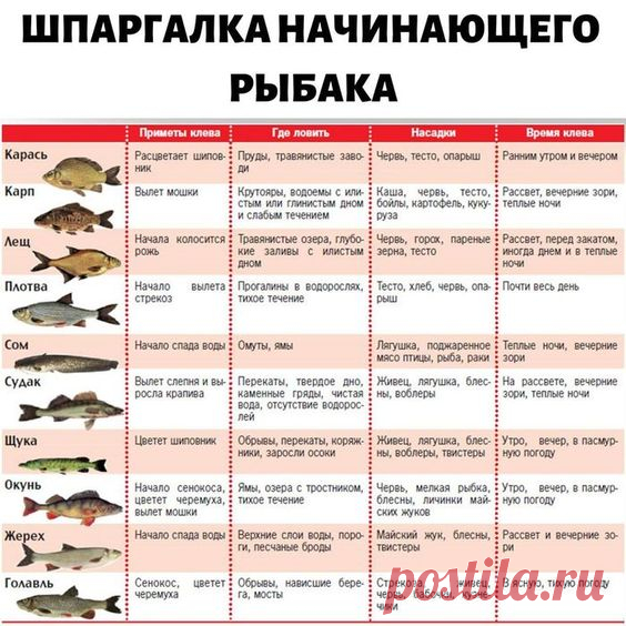 Шпаргалка начинающего рыбака