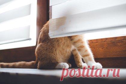 В Великом Новгороде спасли запертого почти на месяц в комнате кота. Волонтеры фонда помощи животным «Найда» в Великом Новгороде спасли кота по кличке Сыночка, который почти месяц прожил без еды и воды в запертой комнате. Животное оказалось запертым в съемной комнате, после того как его хозяина забрали в дом престарелых. Оставшись без еды, кот питался обоями.