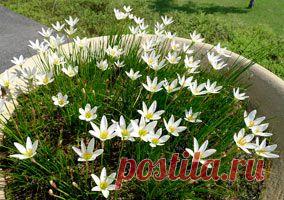 Выскочка (зефирантес): уход и размножение - Садовые, комнатные растения и цветы (фото, видео, отзывы) - Индасад.ру